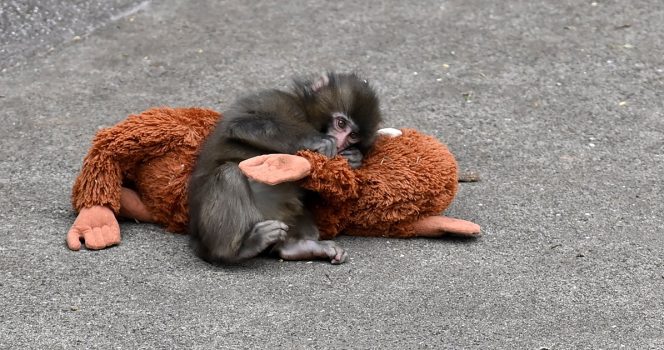 Punch the monkey’s zoo responds to claims he’s constantly ‘being bullied’