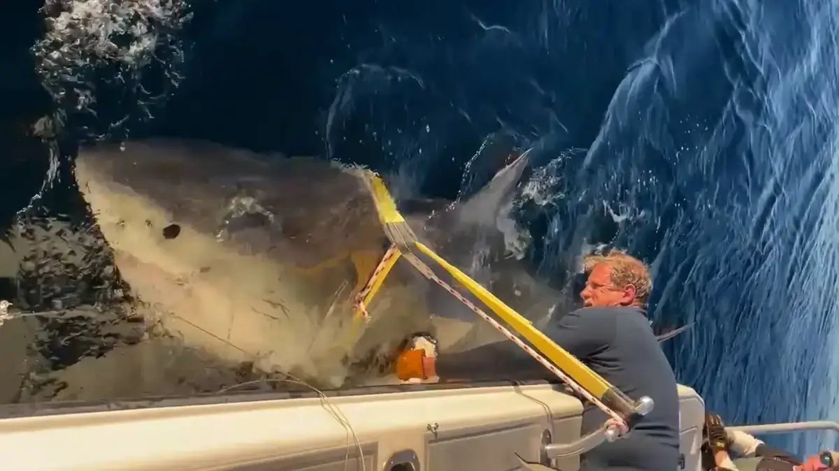 ‘Biggest ever great white shark’ spotted close to shore at popular tourist destination